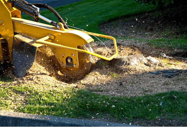 A yellow stump grinding machine about to grind a stump
