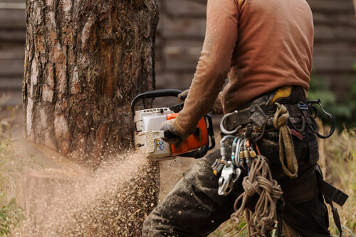 A man with orange chainsaw cutting the bottom of a tree