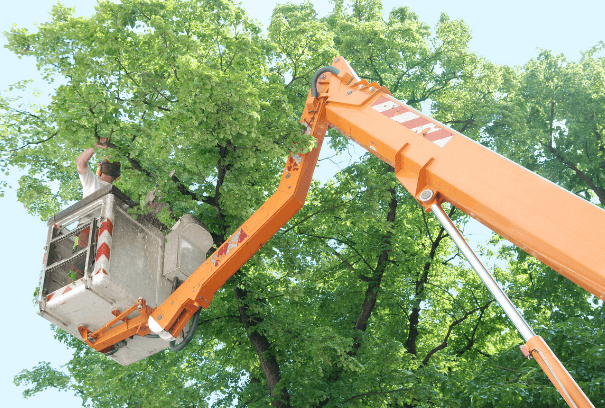 Man in yellow Cherry Picker trimming a high tree